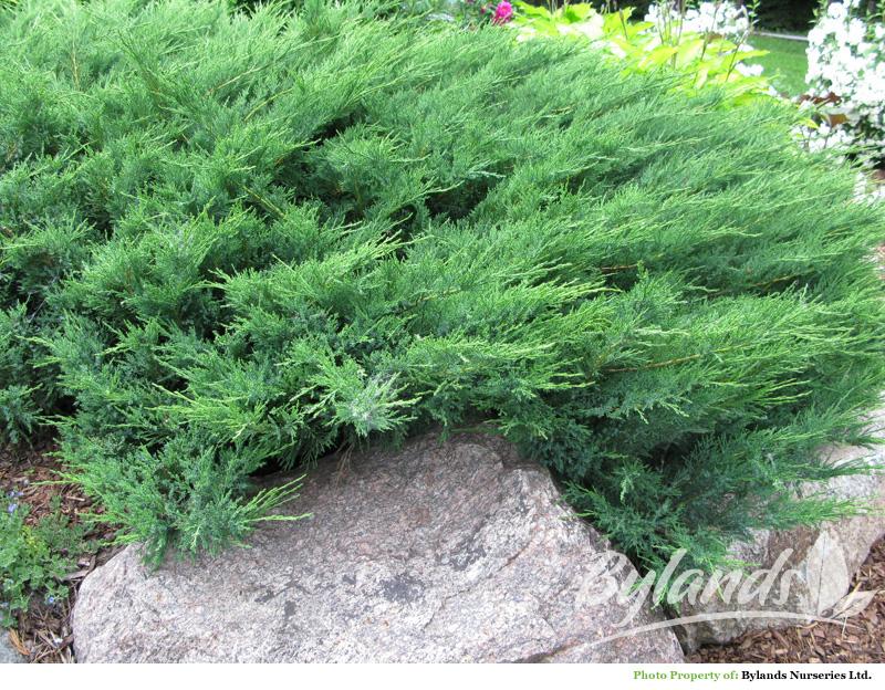 savin juniper
